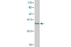 Western Blot detection against Immunogen (36. (LMTK3 抗体  (AA 1151-1250))