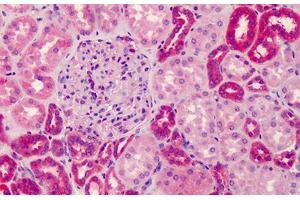 Human Kidney: Formalin-Fixed, Paraffin-Embedded (FFPE) (GRTP1 抗体  (N-Term))