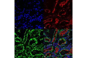 Immunohistochemistry analysis using Mouse Anti-KDEL Monoclonal Antibody, Clone 2C1 (ABIN5650528). (KDEL 抗体  (N-Term) (HRP))