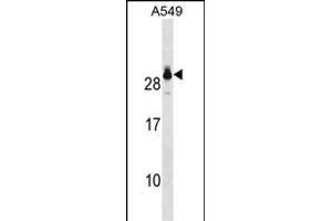 GSTT2 Antibody (Center) (ABIN1881394 and ABIN2850522) western blot analysis in A549 cell line lysates (35 μg/lane). (GSTT2 抗体  (AA 113-141))