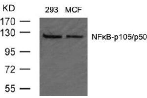 Image no. 2 for anti-Nuclear Factor of kappa Light Polypeptide Gene Enhancer in B-Cells 1 (NFKB1) (AA 905-909) antibody (ABIN197126) (NFKB1 抗体  (AA 905-909))