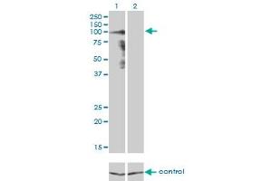 Western blot analysis of PCDHGA8 over-expressed 293 cell line, cotransfected with PCDHGA8 Validated Chimera RNAi (Lane 2) or non-transfected control (Lane 1). (PCDHGA8 抗体  (AA 357-444))