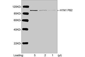 Western blot analysis of H1N1 PB2 recombinant protein using H1N1 PB2 Antibody (ABIN398488, 1 µg/mL) The signal was developed with IRDyeTM 800 Conjugated Goat Anti-Rabbit IgG.