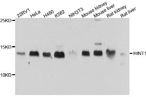 Western blot analysis of extracts of various cell lines, using HINT1 antibody (ABIN4903899) at 1:1000 dilution.