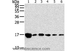 Western blot analysis of Raji, K562, A549, hepg2, PC3 and hela cell, using RPLP2 Polyclonal Antibody at dilution of 1:800 (RPLP2 抗体)