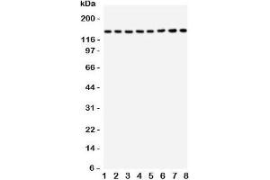 Western blot testing of TSC1 antbody and rat samples: 1. (TSC1 抗体  (C-Term))