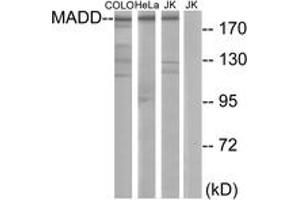 Western blot analysis of extracts from COLO/HeLa/Jurkat cells, using MADD Antibody. (MADD 抗体  (AA 751-800))