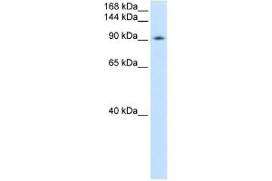 WB Suggested Anti-DDX54 Antibody Titration:  0. (DDX54 抗体  (C-Term))