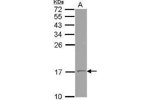WB Image Sample (30 ug of whole cell lysate) A: NT2D1 15% SDS PAGE antibody diluted at 1:500