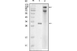 Western blot analysis using IKBKE mouse mAb against truncated IKBKE recombinant protein (1) and full-length IKBKE(aa1-716)-hIgGFc transfected COS7 cell lysate (2). (IKKi/IKKe 抗体  (AA 1-257))