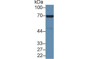 Western blot analysis of Mouse Heart lysate, using Mouse ANXA6 Antibody (2 µg/ml) and HRP-conjugated Goat Anti-Rabbit antibody ( (ANXA6 抗体  (AA 251-504))