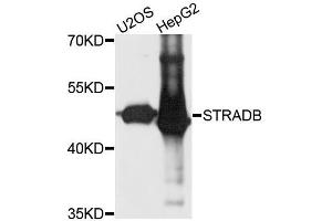 Western blot analysis of extracts of various cell lines, using STRADB antibody (ABIN5995990) at 1/1000 dilution. (STRADB 抗体)