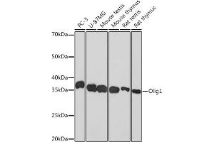 Western blot analysis of extracts of various cell lines, using Olig1 Rabbit mAb (ABIN1682245, ABIN3015404, ABIN3015405 and ABIN7101349) at 1:1000 dilution. (OLIG1 抗体)