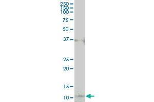 COX17 monoclonal antibody (M01), clone 4G2. (COX17 抗体  (AA 1-63))