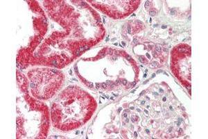 Immunohistochemical staining of FGF-19 using anti-FGF-19 (human), mAb (FG369-1)  in formalin-fixed and paraffin-embedded (FFPE) human kidney tissue (15µg/ml). (FGF19 抗体)