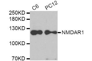 Western blot analysis of extracts of C6 and PC12 cell lines, using GRIN1 antibody. (GRIN1/NMDAR1 抗体)