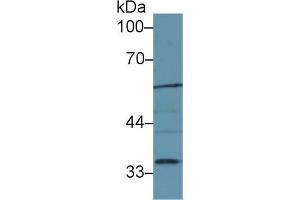 Western Blot; Sample: Mouse Liver lysate; Primary Ab: 1µg/ml Rabbit Anti-Mouse LIPG Antibody Second Ab: 0. (LIPG 抗体  (AA 115-369))