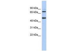 Image no. 1 for anti-Zinc Finger and BTB Domain Containing 26 (ZBTB26) (N-Term) antibody (ABIN6740606) (ZBTB26 抗体  (N-Term))