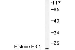 Image no. 1 for anti-Histone H3.1 (HIST1H3B) antibody (ABIN265467) (Histone H3.1 抗体)