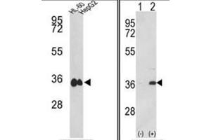 (LEFT) Western blot analysis of MDH1 Antibody (C-term) in HL-60, HepG2 cell line lysates (35ug/lane).