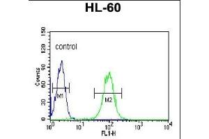 BPI Antibody (Center) (ABIN653003 and ABIN2842635) flow cytometric analysis of HL-60 cells (right histogram) compared to a negative control cell (left histogram). (BPI 抗体  (AA 293-324))