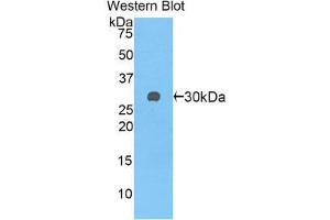 Western Blotting (WB) image for anti-SPARC-Like 1 (Hevin) (SPARCL1) (AA 298-545) antibody (ABIN1860603) (SPARCL1 抗体  (AA 298-545))