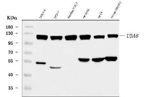 Western blot analysis of UBA6 using anti-UBA6 antibody (ABIN7602559).