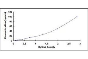 ELISA image for Collagen, Type I, alpha 2 (COL1A2) ELISA Kit (ABIN6954921)