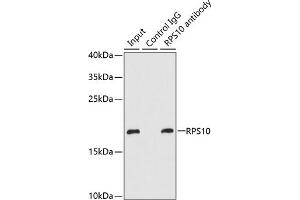 Immunoprecipitation analysis of 200 μg extracts of MCF-7 cells using 1 μg RPS10 antibody (ABIN6132944, ABIN6147191, ABIN6147193 and ABIN6221584). (RPS10 抗体  (AA 1-165))