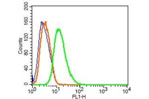 Rat RSC96 cells probed with Synaptopodin Polyclonal Antibody, FITC conjugated (bs-3633R-FITC) (green) at 1:100 for 30 minutes compared to unstained cells (blue) and isotype control (orange).