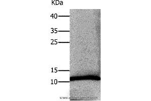 Western blot analysis of Human lung tissue, using DEFA1 Polyclonal Antibody at dilution of 1:550 (alpha Defensin 1 抗体)