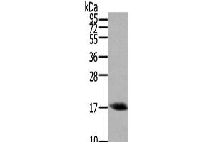 Western Blot analysis of Mouse muscle tissue using HCRT Polyclonal Antibody at dilution of 1/200 (Orexin 抗体)