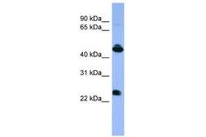 Image no. 1 for anti-Opsin 1 (Cone Pigments), Medium-Wave-Sensitive (OPN1MW) (C-Term) antibody (ABIN6746666) (OPN1MW 抗体  (C-Term))