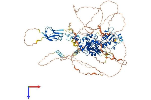 CTDP1 Protein (AA 1-961) (His tag)