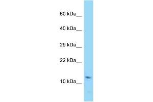 WB Suggested Anti-Rprml Antibody Titration: 1. (RPRML 抗体  (Middle Region))
