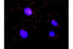 Proximity Ligation Analysis of protein-protein interactions between ARAF and BRAF. (ARAF 抗体  (AA 1-606))