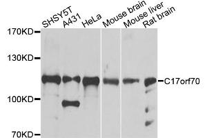 Western blot analysis of extracts of various cell lines, using C17orf70 antibody. (C17orf70 抗体)