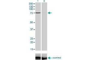 Western blot analysis of ZNF281 over-expressed 293 cell line, cotransfected with ZNF281 Validated Chimera RNAi (Lane 2) or non-transfected control (Lane 1). (ZNF281 抗体  (AA 787-893))