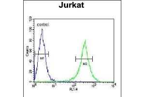 Flow cytometric analysis of Jurkat cells (right histogram) compared to a negative control cell (left histogram). (GNE 抗体  (C-Term))