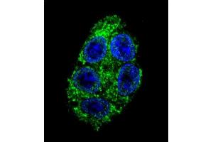 Confocal immunofluorescent analysis of DDAH1 Antibody (C-term) (ABIN389434 and ABIN2839512) with HepG2 cell followed by Alexa Fluor 488-conjugated goat anti-rabbit lgG (green). (DDAH1 抗体  (C-Term))