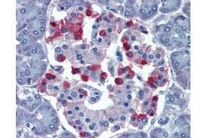 Immunohistochemistry (IHC) image for anti-GNAS Complex Locus (GNAS) (N-Term) antibody (ABIN2775542) (GNAS 抗体  (N-Term))