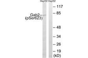 Western blot analysis of extracts from HepG2 cells treated with PMA 125ng/ml 30', using Gab2 (Phospho-Ser623) Antibody. (GAB2 抗体  (pSer623))