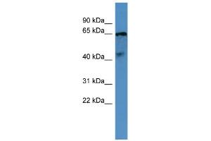 WB Suggested Anti-OPN5 Antibody Titration: 0. (OPN5 抗体  (C-Term))