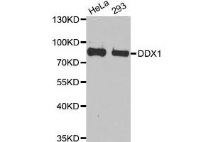 Western Blotting (WB) image for anti-DEAD (Asp-Glu-Ala-Asp) Box Polypeptide 1 (DDX1) antibody (ABIN1980256) (DDX1 抗体)