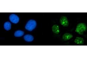 IF analysis of HPD using anti-HPD antibody (ABIN7599818).
