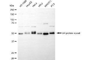 Western blotting analysis using SRSF6 antibody (ABIN7800308). (Recombinant SFRS6 抗体)