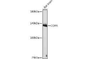Western blot analysis of extracts of Rat brain, using COPA Rabbit mAb (ABIN7266423) at 1:1000 dilution. (COPA 抗体)