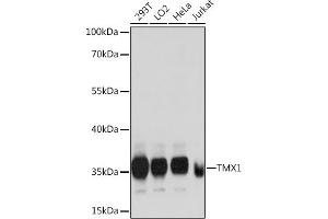 Western blot analysis of extracts of various cell lines, using TMX1 antibody  at 1:1000 dilution. (TMX1 抗体  (AA 210-280))