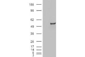 HEK293 overexpressing ESRRG (ABIN5424069) and probed with ABIN334393 (mock transfection in first lane). (ESRRG 抗体  (Internal Region))