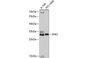 Western blot analysis of extracts of various cell lines using DKK2 Polyclonal Antibody at dilution of 1:1000. (DKK2 抗体)